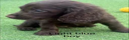 Cocker Spaniel dogs for sale: Beautiful cocker spaniel - Advert 17