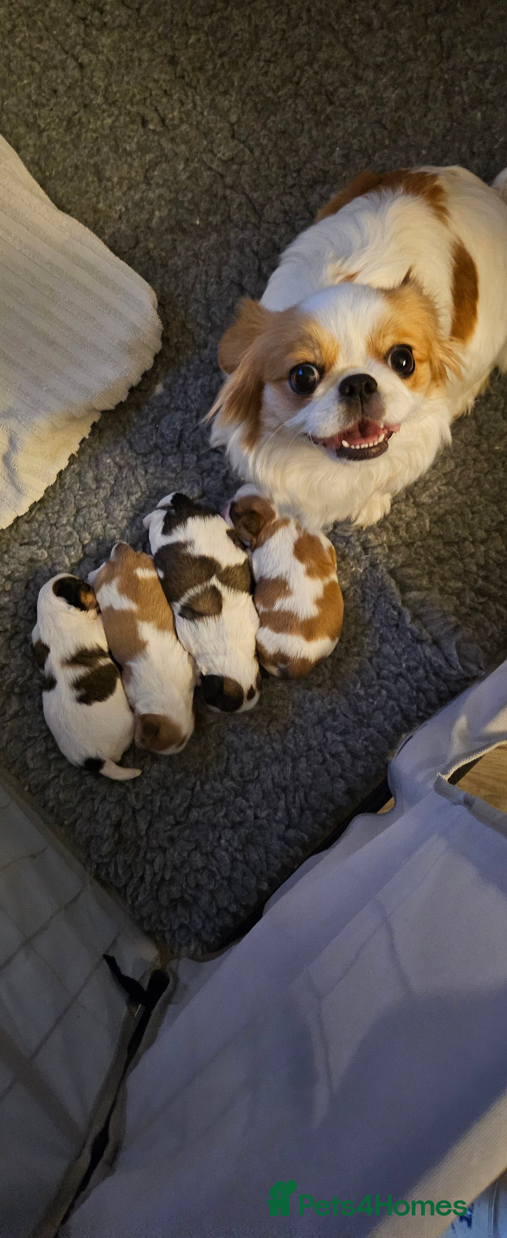 Mixed Breed dogs 4 beautiful little puppies chihuahua/shih tzu X - Advert 16