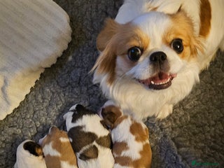 Mixed Breed dogs 4 beautiful little puppies chihuahua/shih tzu X - Advert 1