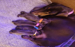 Miniature Dachshund dogs for sale: Chocolate and Tan mini dachshund  - Image 7