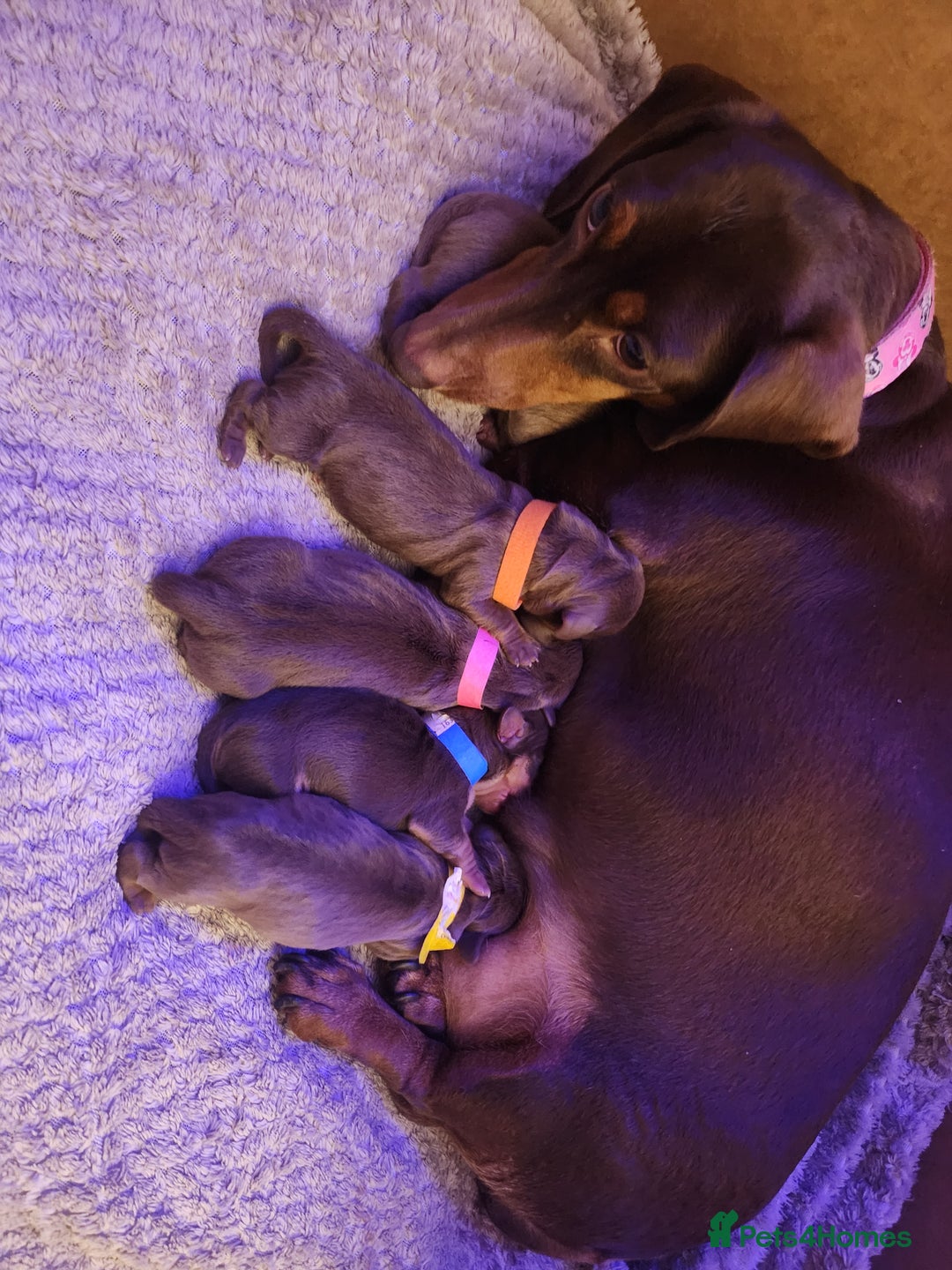 Miniature Dachshund dogs for sale: Chocolate and Tan mini dachshund  - Image 7