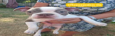Boston Terrier 5