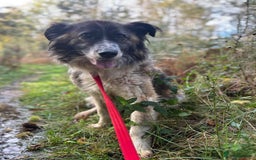 Mixed Breed dogs for adoption: Hilda - Norwich Norfolk  - Image 37