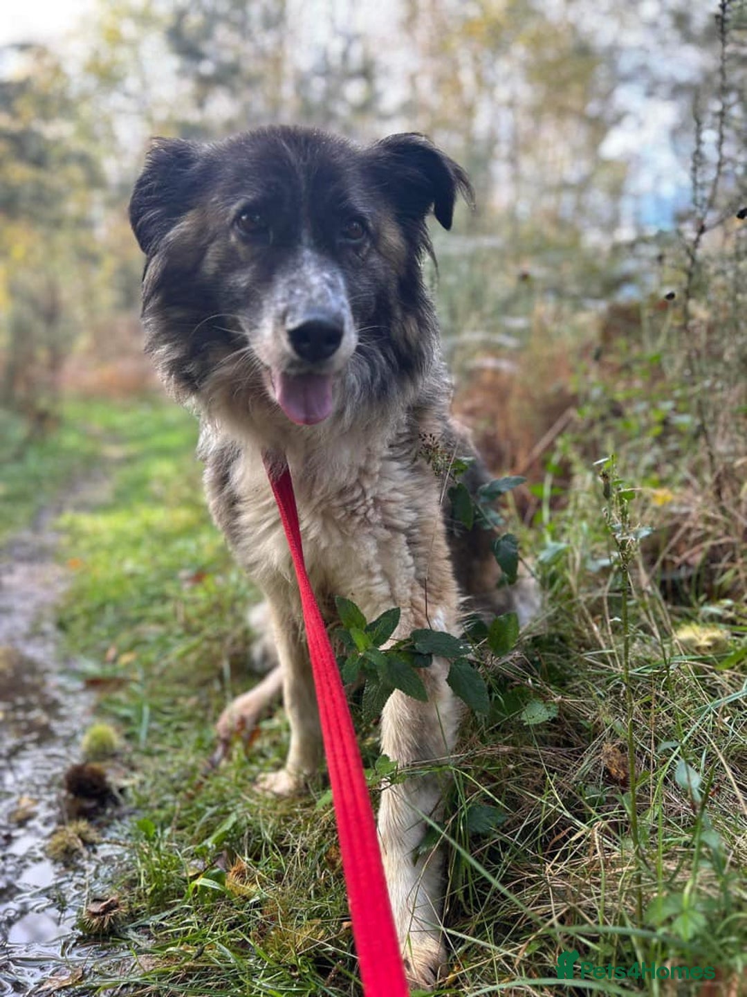 Mixed Breed dogs for adoption: Hilda - Norwich Norfolk  - Image 37