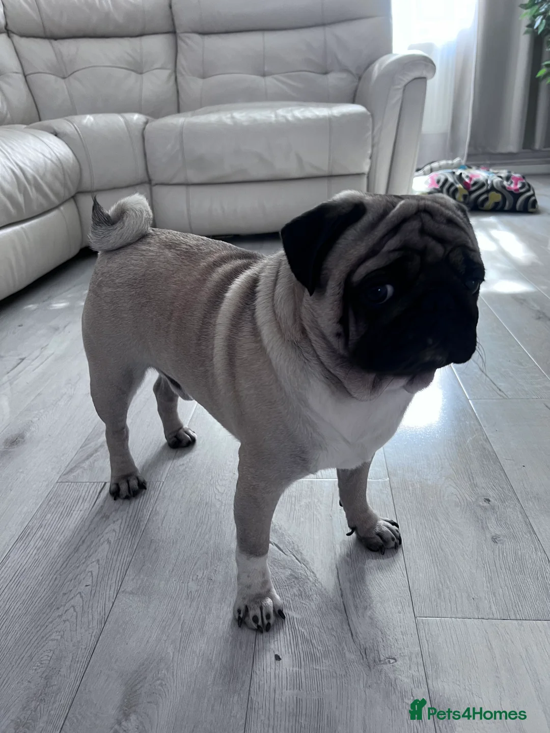 Pug dogs for stud: Pug for stud ❤️ - Advert 5