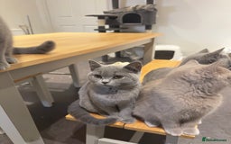 British Shorthair cats for sale: Gorgeous British Shorthair Kittens Chunky, Loving  - Image 3