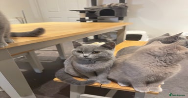 British Shorthair cats - Advert 5