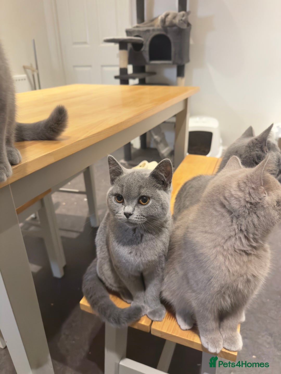 British Shorthair cats for sale: Gorgeous British Shorthair Kittens Chunky, Loving  - Image 3
