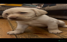 Labrador Retriever dogs for sale: Fully vaccinated chunky pedigree pups  - Advert 25