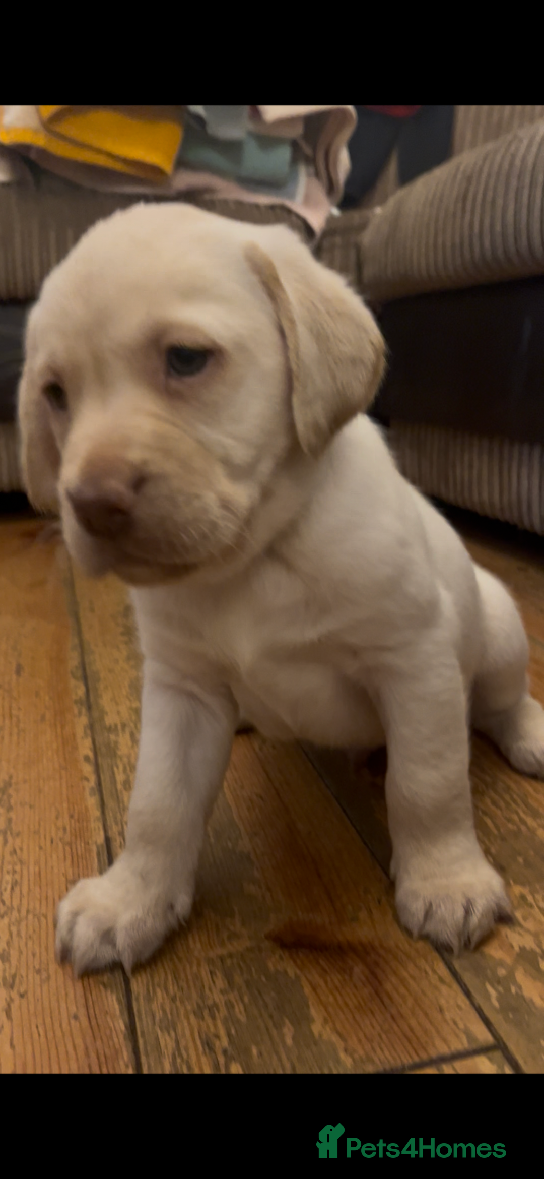 Labrador Retriever dogs for sale: Fully vaccinated chunky pedigree pups  - Advert 25