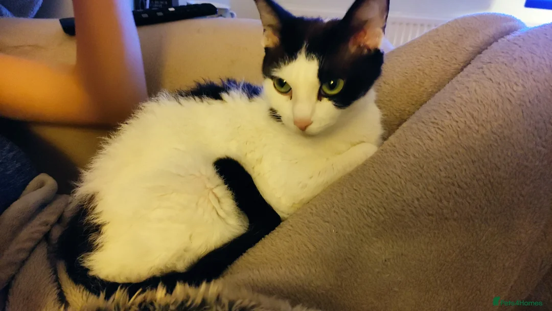 LaPerm cats for sale: Curly LaPerm kittens GCCF reg  - Advert 3