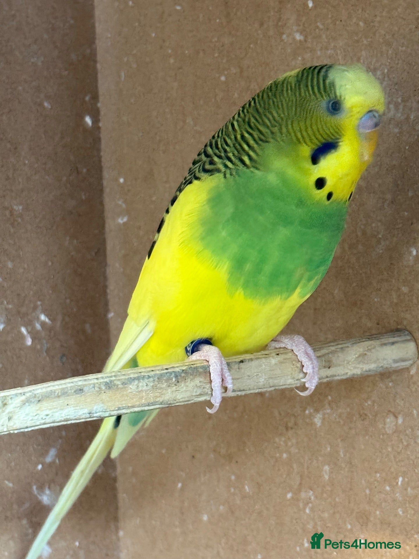 Budgerigars birds Adult budgie - Advert 20