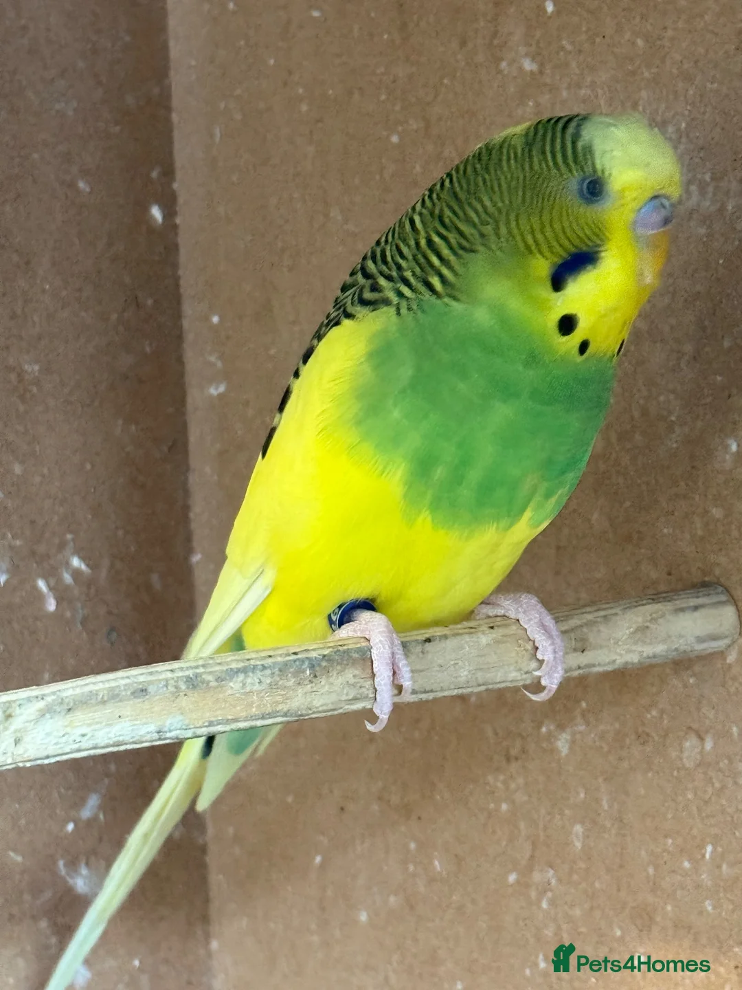 Budgerigars birds for sale: Adult budgie - Advert 1