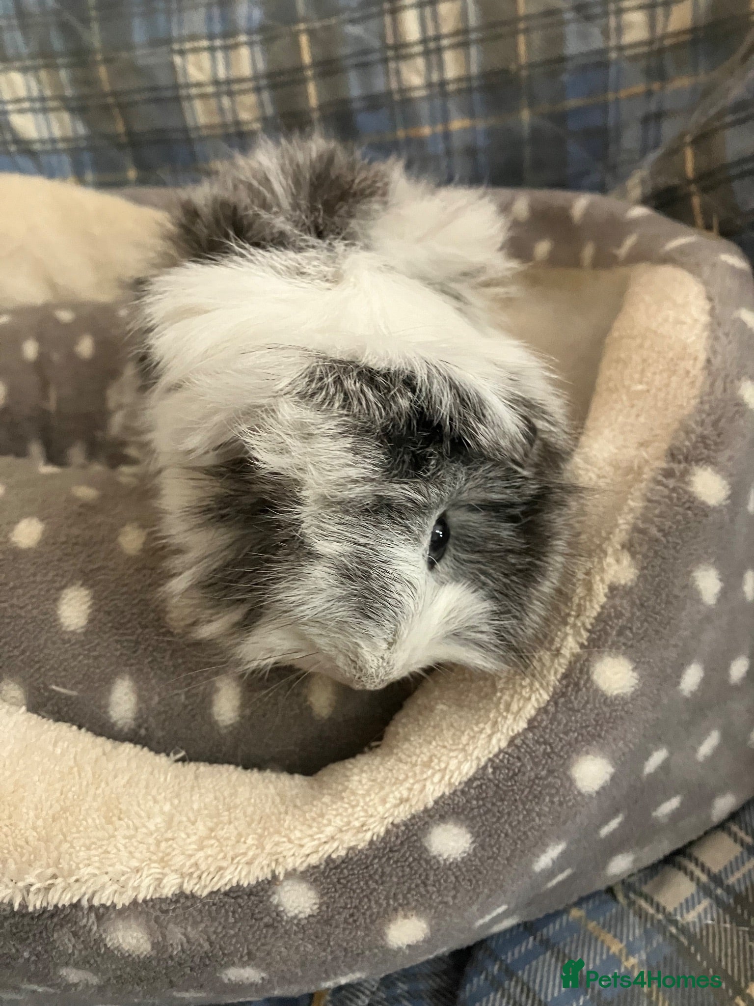 Guinea Pig rodents Lots of lovely baby boy - Advert 1