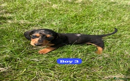 Dachshund dogs for sale: Dachshund Puppies  - Image 8