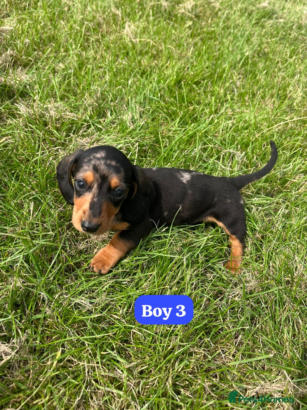 Dachshund dogs for sale: Dachshund Puppies  - Image 8