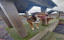Mixed Breed dogs for sale: 6 year old mix breed  - Image 3