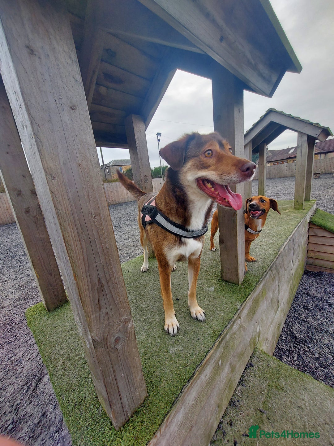 Mixed Breed dogs for sale: 6 year old mix breed  - Image 3