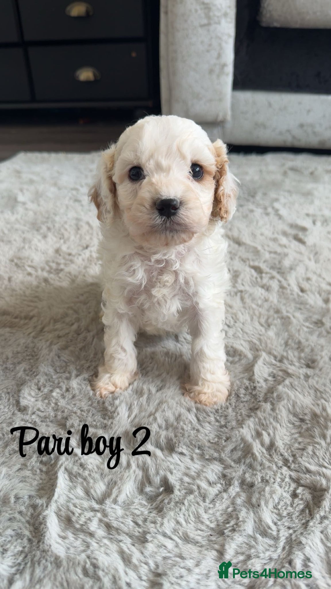 Cavapoo dogs Stunning litter of top quality F1 cavapoo puppies  - Advert 2