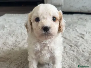 Cavapoo dogs Stunning litter of top quality F1 cavapoo puppies - Advert 2