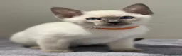 Siamese cats for sale: GCCF Registered Traditional Siamese Kittens.  - Advert 35