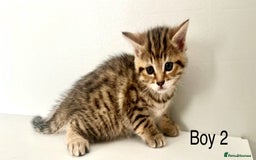 Bengal cats for sale: Gorgeous Bengal kittens ready on go 26th September - Image 17