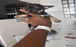 Chihuahua dogs for sale: Sweet Amy 🍬 - Image 2