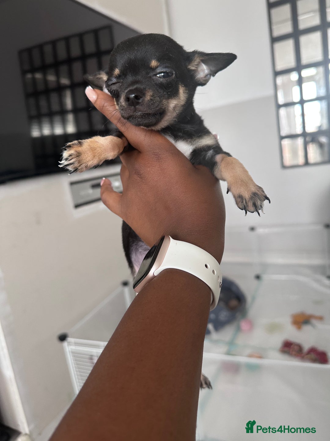 Chihuahua dogs for sale: Sweet Amy 🍬 - Image 2