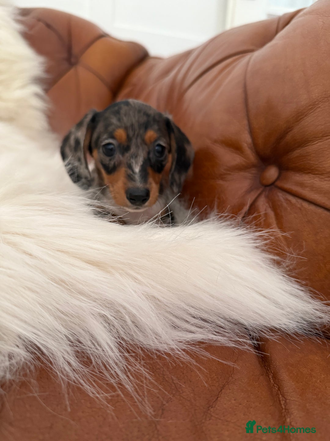 Miniature Dachshund dogs for sale: Stunning Silver & Chocolate Dapple Miniatures - Image 23