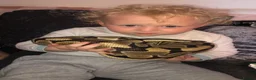 Python Snake reptiles for sale: Female ball python with everything included  - Advert 10