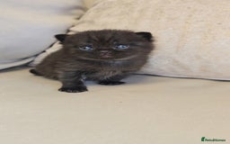 British Shorthair cats for sale: Black smoke british shorthair and 1 blue longhair - Advert 6