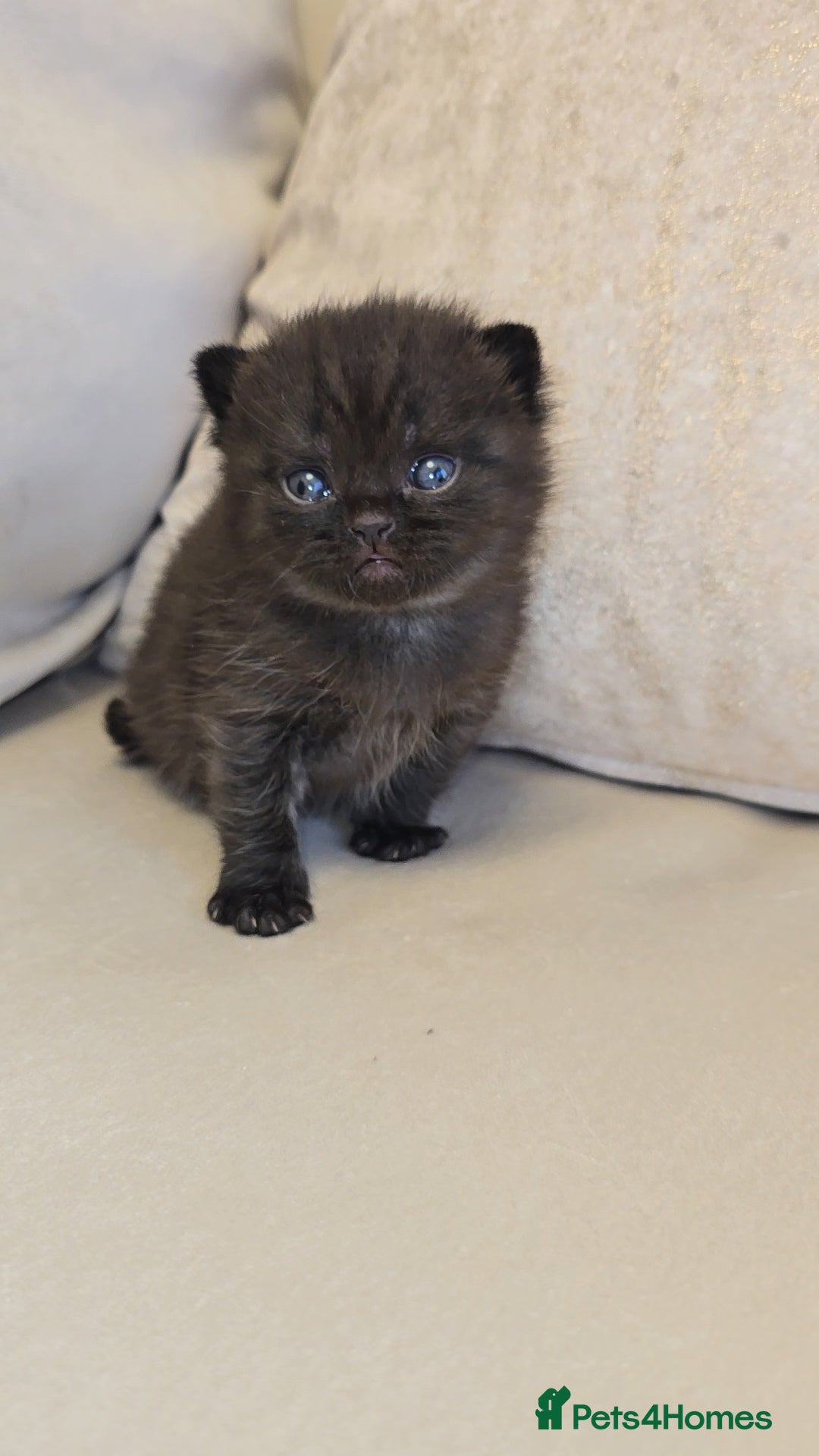 British Shorthair cats for sale: Black smoke british shorthair and 1 blue longhair - Advert 6