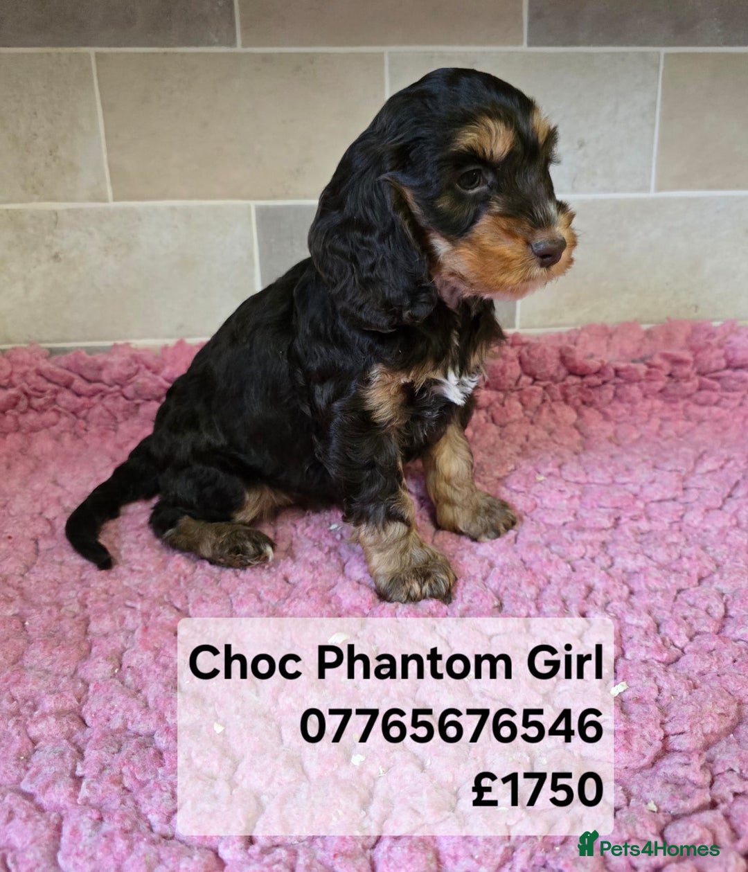 Cockapoo dogs for sale: Quality Cockapoo Puppies Licenced Domestic Breeder - Advert 2
