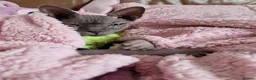 Sphynx cats for sale: Adult male blue sphynx cat - Advert 9