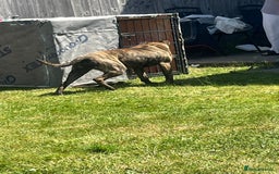 Presa Canario dogs for sale: 18 month old Presa canario  - Image 3