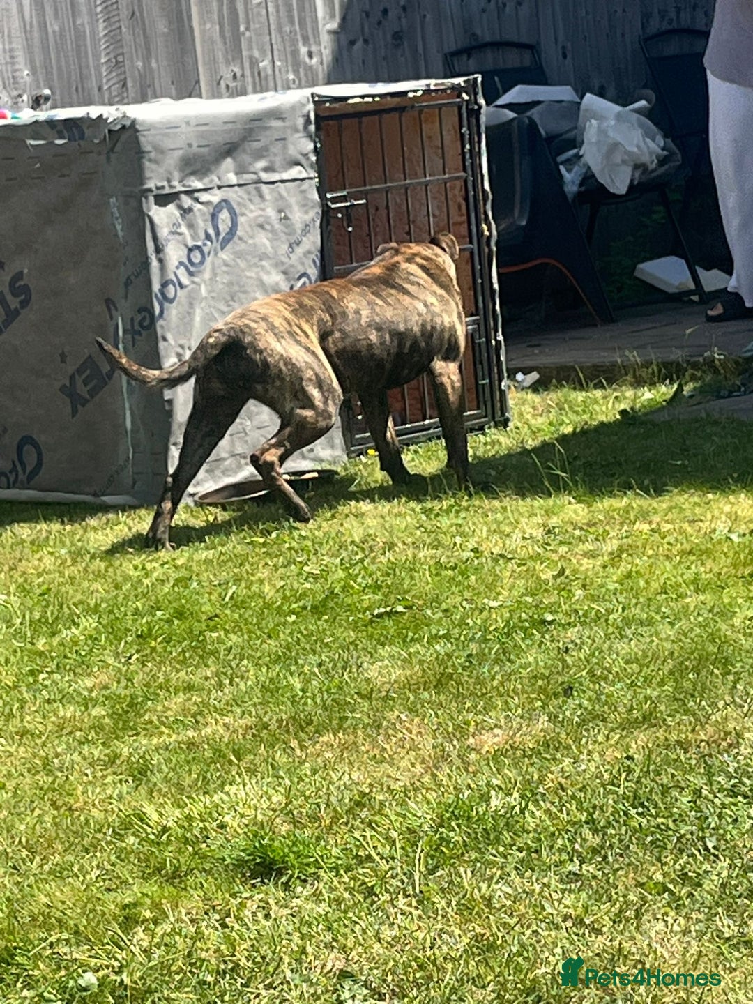 Presa Canario dogs for sale: 18 month old Presa canario  - Image 3