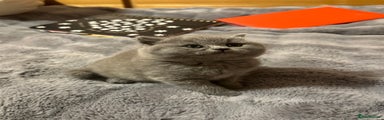 British Shorthair Kitten 3