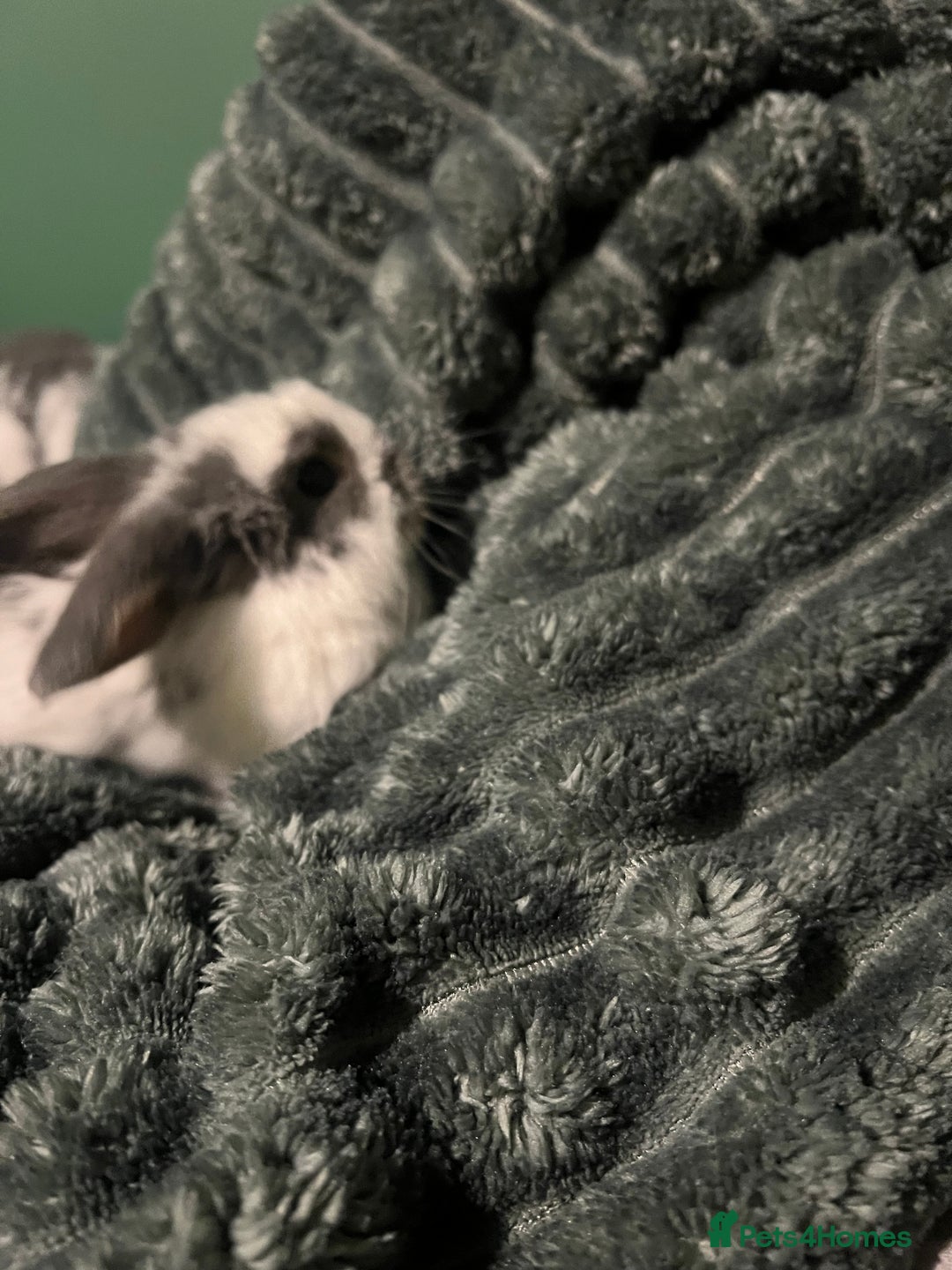 Mini Lop rabbits for sale: Mini lop boys  - Advert 5