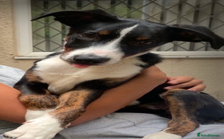 Border Collie dogs - Advert 1