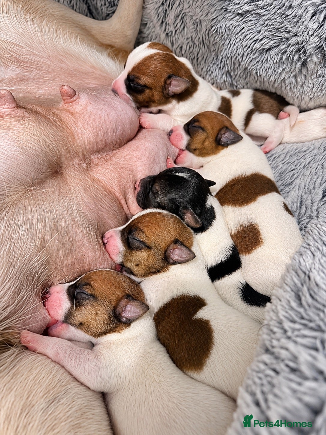 Jack Russell dogs Jack Russell Puppies 🐶  - Advert 2