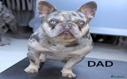 French Bulldog dogs for sale: Beautiful frenchie puppies  - Image 2