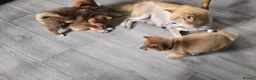 Japanese Shiba Inu dogs for sale: Foxy little shibas - Advert 15