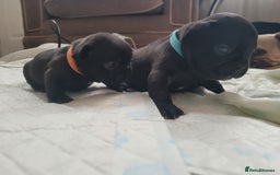 French Bulldog dogs for sale: 2 Girls and 4 Boys - Image 14