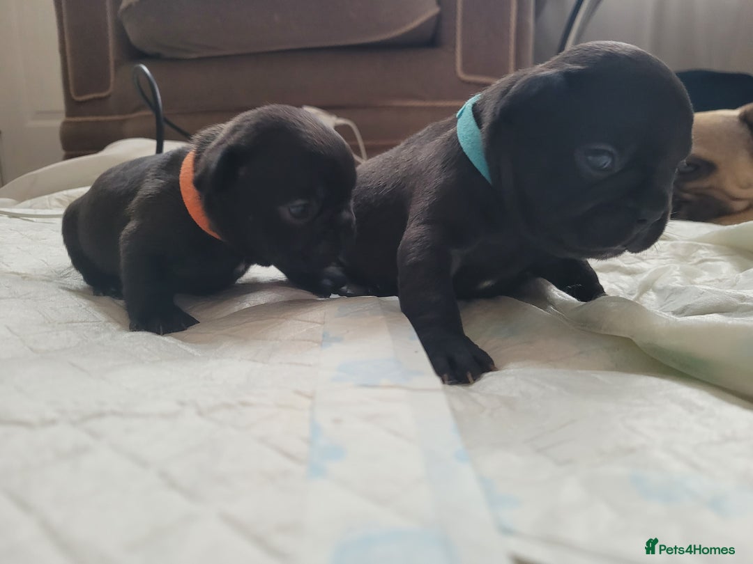 French Bulldog dogs for sale: 2 Girls and 4 Boys - Image 14