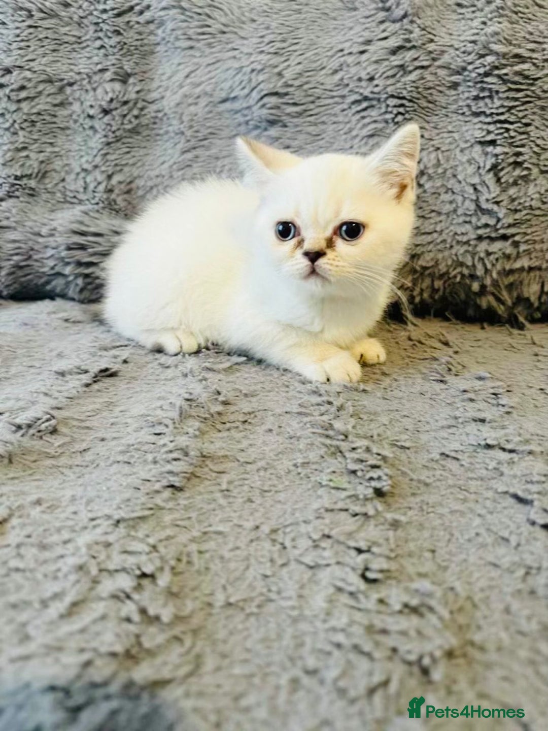 Scottish Fold cats for sale: Gold White Scottish Straight Rare Kitten  - Image 4