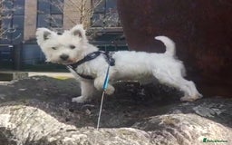 West Highland Terrier dogs for stud: Stud.. in Greenock - Image 4
