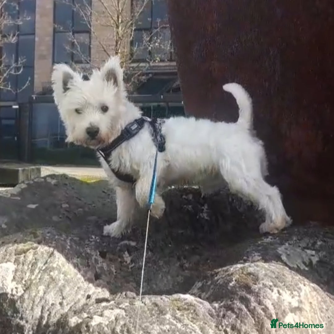 West Highland Terrier dogs for stud: Stud.. in Greenock - Image 4