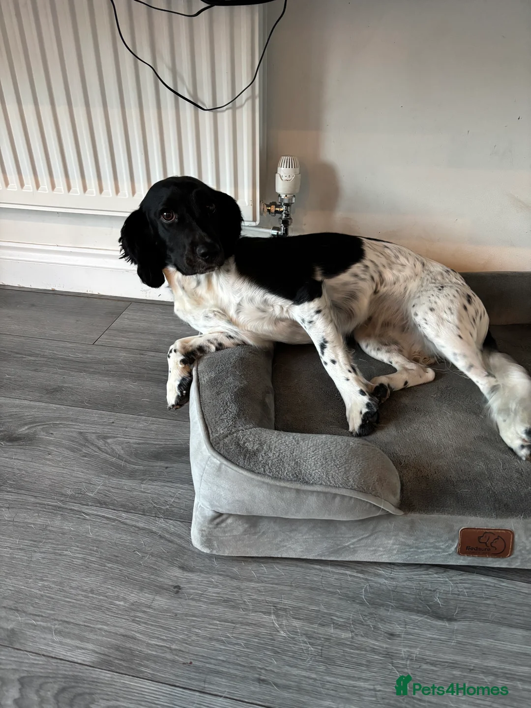 Sprocker dogs for sale: Sprocker spaniel bitch  - Advert 6