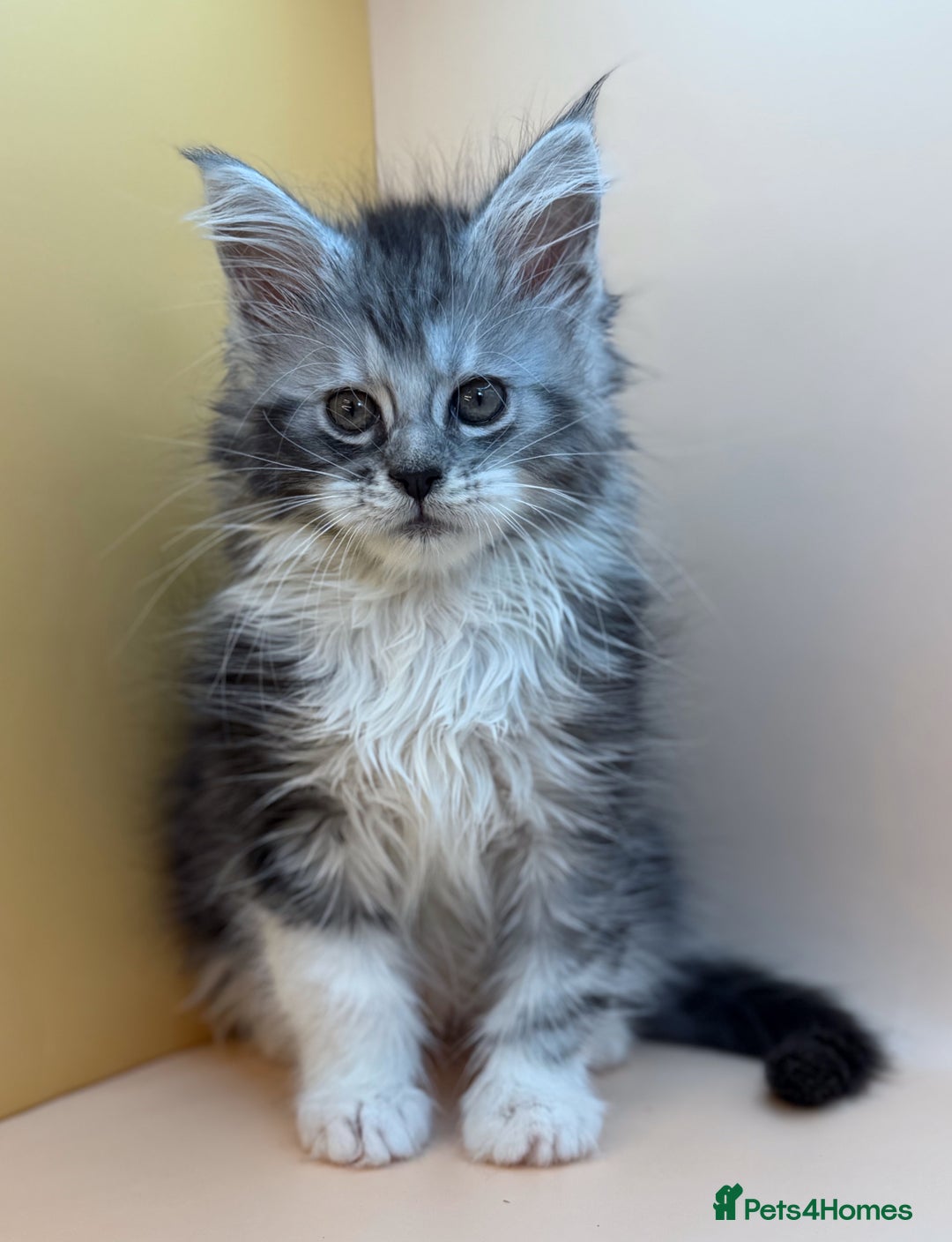 Maine Coon cats for sale: Maine Coons with Tests, Papers, Vet Checks & Vacc. - Advert 29