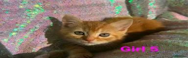 Persian 8